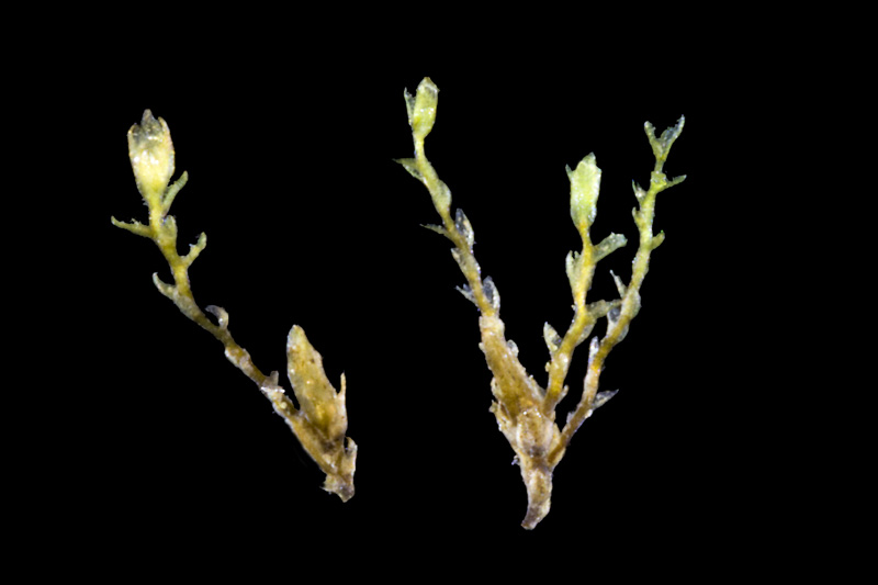 Hygrobiella laxifolia